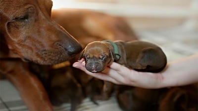Caring for Pregnant Pets: What to Expect and How to Provide Support
