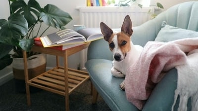 How to Create a Pet-Friendly Home: Safety and Comfort Tips for All Pets