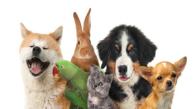 Understanding the Challenges of Adopting a Special Needs Pet